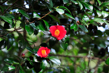 Wall Mural - red rose in the garden