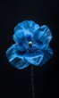 blue flower stem border poppy blueish enduring