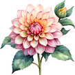 Watercolor painting of a Pompon Dahlia flower.