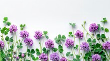 Over A White Setting, Purple Clover Blooms Are Encased By Clover Stalks And Space In The Middle, Generative AI.