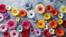 Flat Lay Of Colorful Spring Daisies,Generative Ai, 