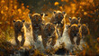 Group of Tiger's cub,  Get lost in the mystery and wonder of wildlife photography that evokes deep emotions.