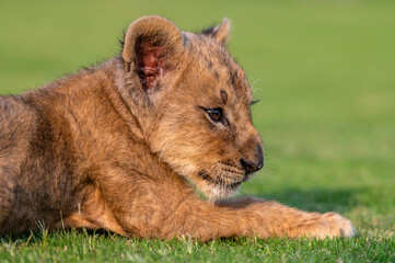 closeup of lion cub in blur green natural background 