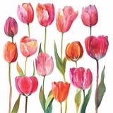 Fototapeta Tulipany - Watercolor tulip clipart in different shades of pink, red, and orange , on white background