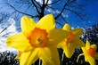 Gelber Narzissen vor Baum, Hecke und blauem Himmel bei sonne am Nachmittag im Frühling