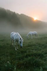 morning sun shines on two white horses grazing