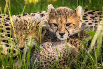 Wall Mural - cheetah cubs ( acinonyx jubatus) sleeping, olare motorogi conservancy, kenya.