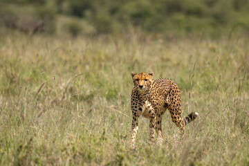 Wall Mural - a female cheetah ( acinonyx jubatus) looking for prey, olare motorogi conservancy, kenya.