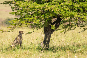 Wall Mural - a female cheetah ( acinonyx jubatus) looking for prey, olare motorogi conservancy, kenya.