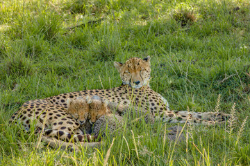 Wall Mural - cheetah with cubs ( acinonyx jubatus) sleeping, olare motorogi conservancy, kenya.