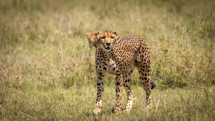 Wall Mural - a female cheetah ( acinonyx jubatus) looking for prey, olare motorogi conservancy, kenya.