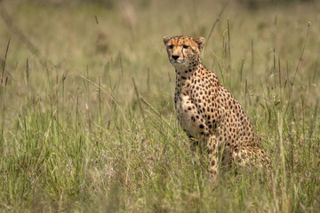 Wall Mural - a female cheetah ( acinonyx jubatus) looking for prey, olare motorogi conservancy, kenya.