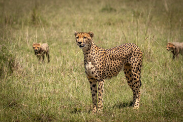 Wall Mural - a female cheetah with cubs ( acinonyx jubatus) looking for prey, olare motorogi conservancy, kenya.