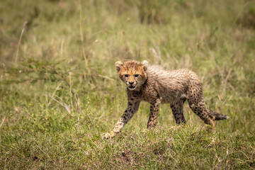 Wall Mural - a cheetah cub ( acinonyx jubatus) wondering around, olare motorogi conservancy, kenya.