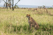 A female cheetah ( Acinonyx Jubatus) looking for prey, Olare Motorogi Conservancy, Kenya.
