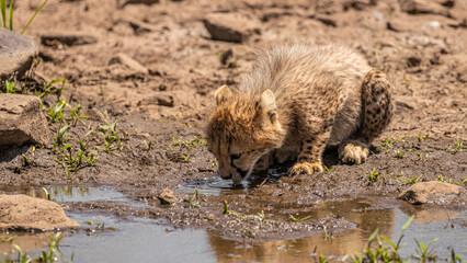Wall Mural - a cheetah cub ( acinonyx jubatus) drinking water at a waterhole, olare motorogi conservancy, kenya.