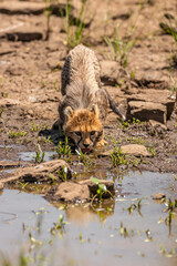 Wall Mural - a cheetah cub ( acinonyx jubatus) drinking water at a waterhole, olare motorogi conservancy, kenya.
