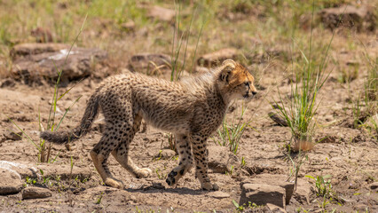 Wall Mural - a cheetah cub ( acinonyx jubatus) wondering around, olare motorogi conservancy, kenya.