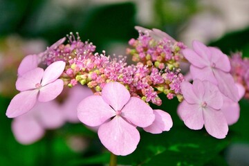 Wall Mural - Inflorescence of pink serrata hydrangea in the garden closeup