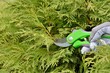 A pruner in the hand of a gardener cuts a thuja branch in the garden. Pruning thuja branches in spring for cuttings for propagation and root formation