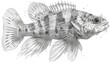  a black and white drawing of a fish with a long tail and a black and white line drawing of a fish with a black and white line drawing of a fish.