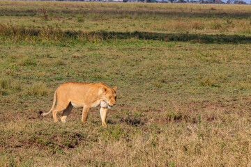 Poster - Lioness (Panthera leo) walking in savannah in Serengeti national park, Tanzania