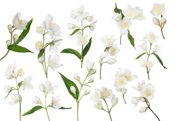 Canvas Print - isolated thirteen jasmine branches