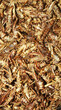 Grasshoppers tasty snack food. Deep fried bugs insects meal. Rare meals concept