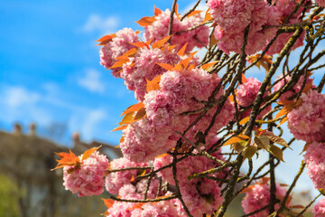 Canvas Print - Pink blossoming sakura tree in garden at spring