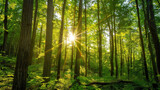 Fototapeta Sypialnia - Sun-Kissed Forest: Nature's Radiance. Generative AI