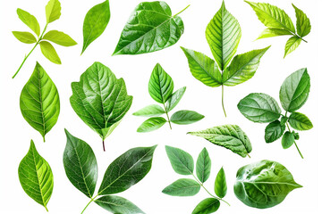 Poster - Green nature leaves on white background vector isolated elements design