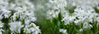 biała wiosenna rabata z białą cebulica syberyjska (Scilla siberica)