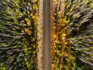 Wall Mural - a drone view of a road in the middle of a forest. a straight road among the trees. woods from a dron