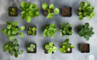 Seeds of Growth: Top View on Gray Background