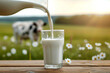 Pouring fresh milk into a glass standing on a wooden table overlooking a green meadow with flowers and a cow with space for text or inscriptions. Banner or background with milk
