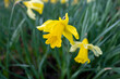 Delicate wild daffodils or lent lilies, also known as narcissus pseudonarcissus, growing naturally in the shady woodlands, close-up on the beautiful yellow flowers encircled by the narrow long leaves