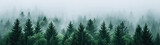 Fototapeta Kwiaty - Super Ultrawide Foggy Tree Tops Forest Background
