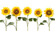 Sunflowers, isolated on transparent background, Generative AI
