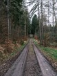 Forstweg im Wald bei grauem Wetter