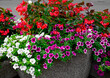 kolorowe kwiaty w kamiennej donicy, czerwone i białe kwiaty, begonie i petunie w donicy. Begonia Dragon Wing, Petunia ×hybrida, red Begonia and petunias in a flowerpot, 