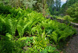 romatyczny zakątek ogrodowy, paprocie w cienistym ogrodzie, romantic garden corner, ferns in a shady garden, Pióropusznik strusi (Matteuccia struthiopteris)	
