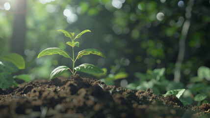 Wall Mural - A delicate sapling breaking through soil, basking in sunbeams.