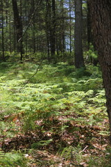 Wild ferns growing in the summer green forest.