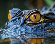 Eye-catching crocodile eyes peeking above water
