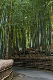 Fototapeta  - Path to bamboo forest, Arashiyama, Kyoto, Japan