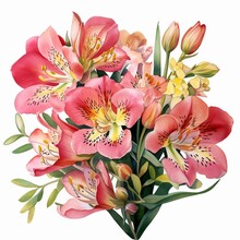 Watercolor Alstroemeria Clipart Featuring Colorful Blooms With Speckled Petals