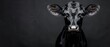  A tight shot of a jet-black bovine's visage against a black backdrop, featuring a pure white bullseye in the foreground