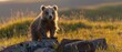  Brown bear on green field with rocks in background