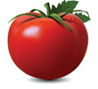 Big red tomato with a green ponytail on a white background. Highly realistic illustration.