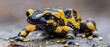  A sharp image of a yellow and black frog on a rock, with a clear, focused camera view